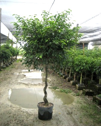 14" Ficus Wintergreen Spiral